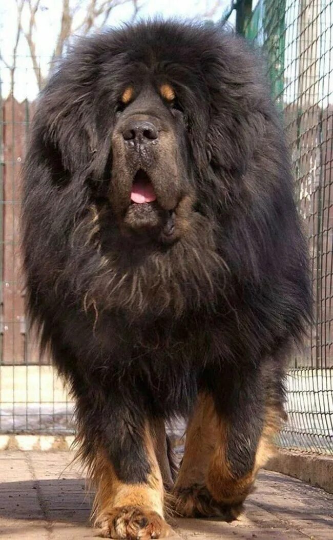 Огромная собака порода. Тибетский мастиф. Тибетский тибетский мастиф. Афганский мастиф. Собаки породы тибетский мастиф.