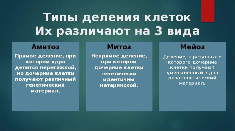 Типы деления клеток 3 типа. Типы деления. Типы деления клеток. Тип деления амитоз. Таблица способы деления клеток митоз мейоз амитоз.