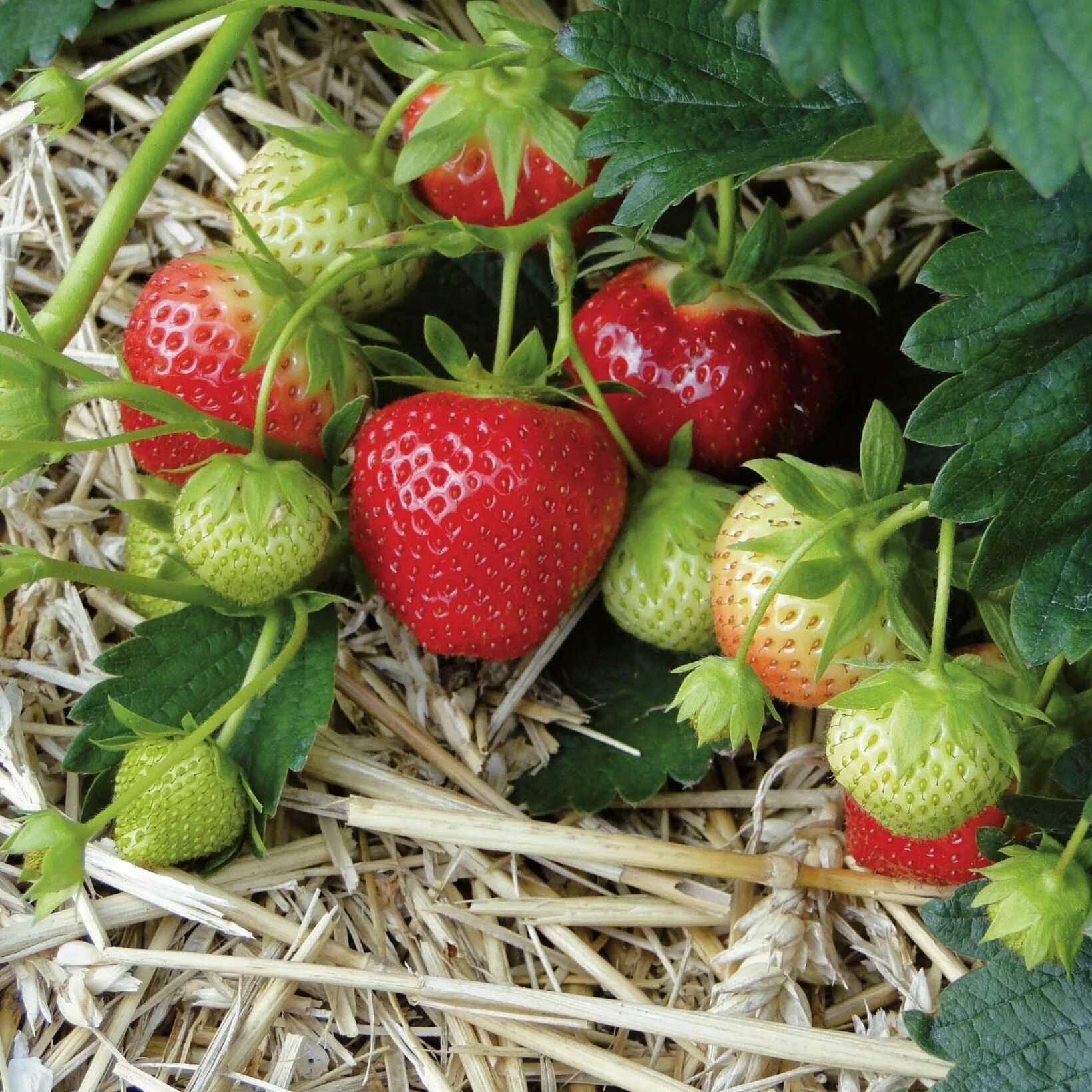 Посадка клубники сорта. Земляника Садовая Ананасная. Клубника Fragaria. Мучнистая роса на клубнике.