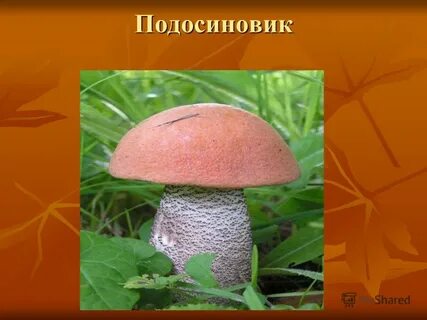 Составить познавательный текст про подосиновик