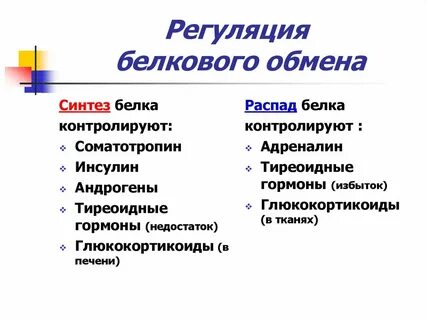 Регуляция обмена белков