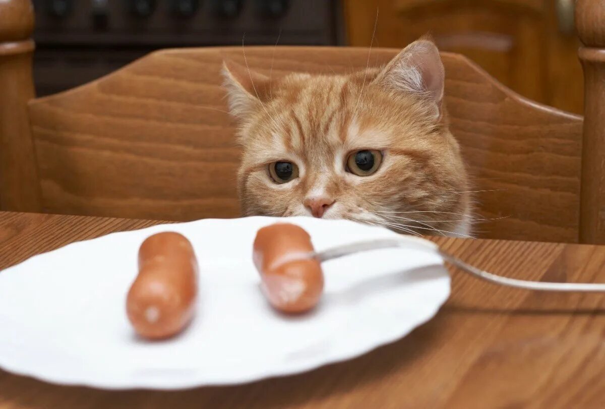 Покажи колбаску. Кот с сосисками. Котенок с колбасой. Котик с едой. Колбаса для кошек.