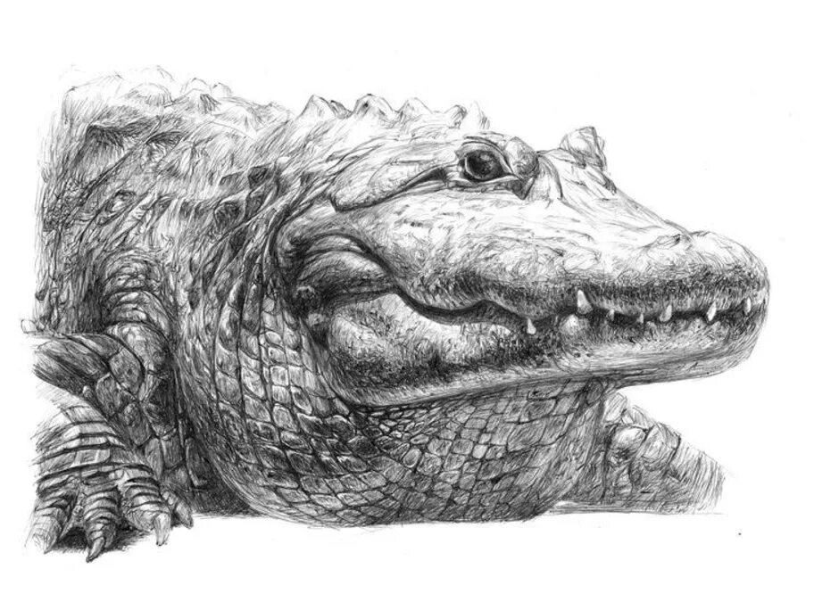 Крокодил карандашом. Крокодил набросок. Аллигатор карандашом. Крокодил карандашом. Крокодил рисунок карандашом.