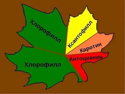 Ксантофил