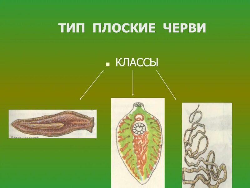 К группе плоских червей относится. Плоские черви биология 7. Плоские черви 7 класс биология. Тип плоские черви 7 класс биология. Представители типа плоские черви 7 класс биология.