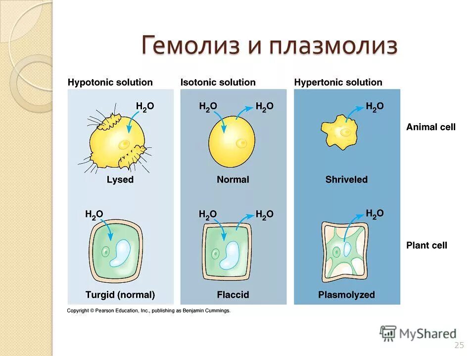 Плазмолиз раствор