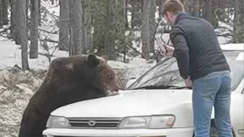 Медведь 2022 г