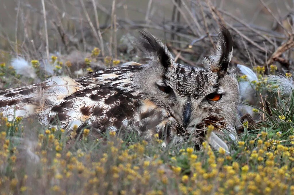 злой филин. дальневосточный рыбный филин. лесная неясыть. шаблыкино филин. Bubo bubo sibiricus.