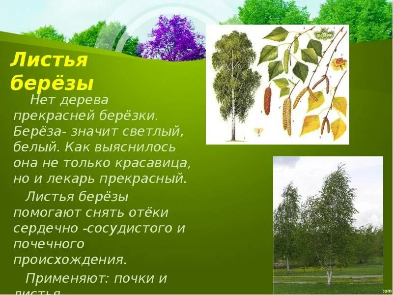 Вред березовых листьев. Берёза листья. береза лекарственное растение. описание листьев березы. описать лист березы.