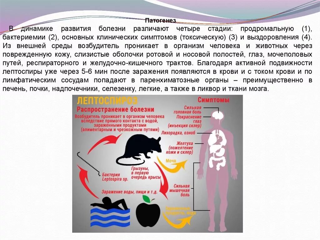 Лептоспироз инфекционный. Лептоспироз эпизоотология Ветеринария. Лептоспироз пути заражения человека. Лептоспироз у человека симптомы. Профилактика лептоспироза.