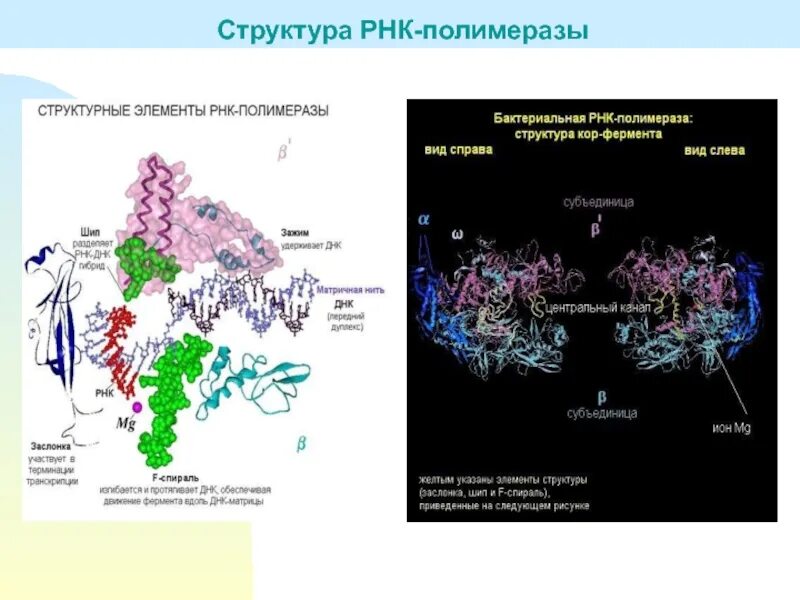 РНК полимераза прокариот строение. Структура холофермента РНК полимеразы. РНК полимераза эукариот строение. Строение РНК полимеразы у эукариот.