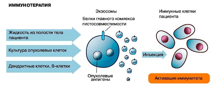 Экзосомы что это в косметологии