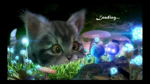 Kitty adventure
