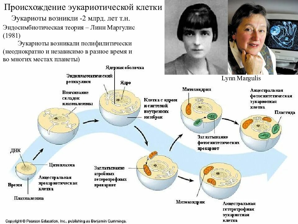 Теория симбиотического происхождения эукариотической клетки. Схема симбиотического возникновения эукариот. Теория симбиотического происхождения первые эукариоты. Симбиотическая гипотеза возникновения эукариот. Появление эукариотических организмов