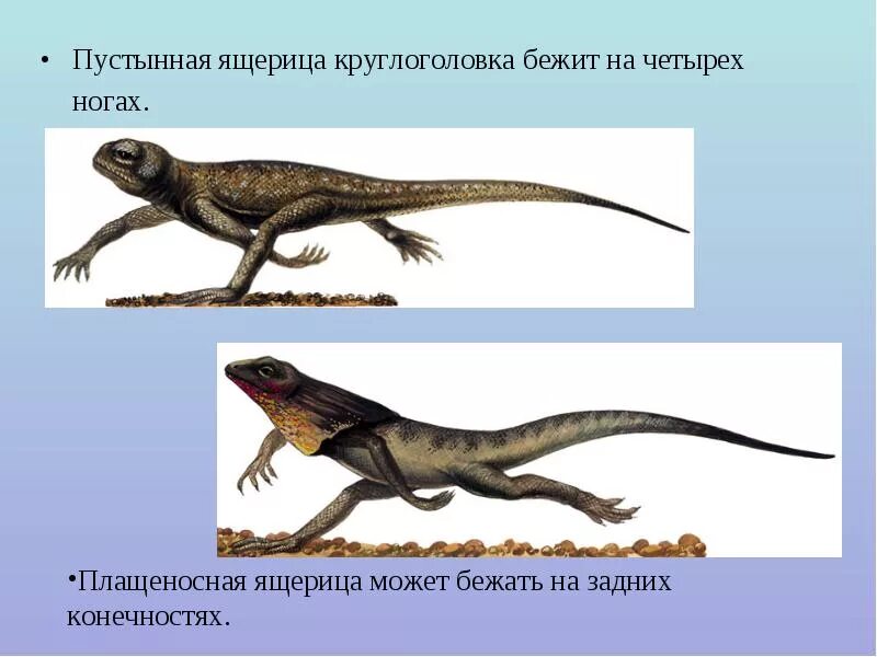 Среда обитания ящерицы круглоголовки. Ушастая круглоголовка интересные факты. Пустынные ящеры. Приспособление ящерицы.