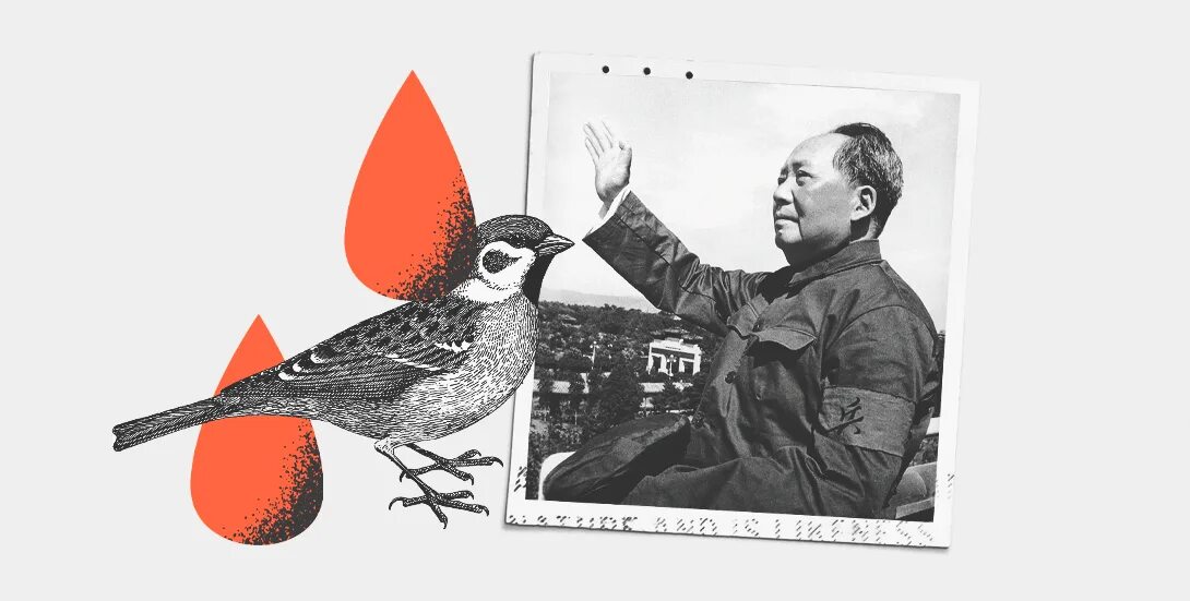 Мао цзэдун против воробьев. Уничтожение воробьёв в китае 1958. Китай истребление воробьев 1958. Мао цзэдун против воробьев. Сельское хозяйство китая фото.