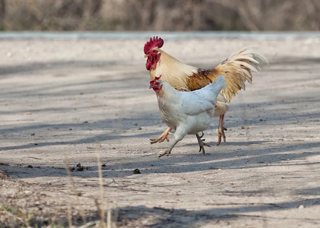 Видео куры бегают. Курицы в деревне. Курица бежит. Петух бежит. Петух бегает.