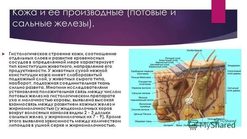 Строение потовой железы гистология. Производные кожи (потовые и сальные железы, волосы, ногти).. Строение кожи человека сальная железа. Сальные железы и потовые железы.