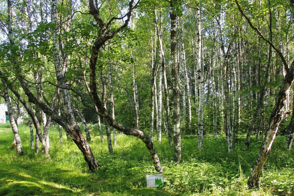 Боровое роща танцующих берез. Танцующие березы Карелия. Танцующие березы Боровое Казахстан. Карельская береза в заповеднике Кивач. Танцующие березки