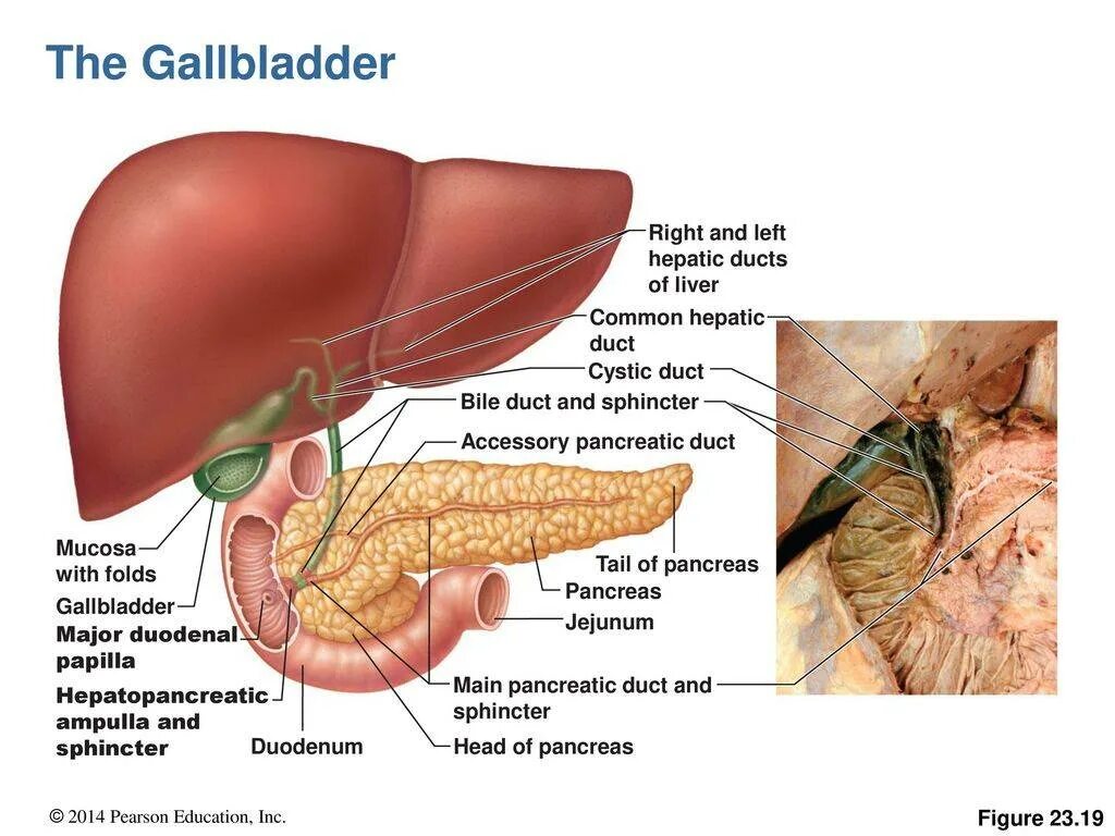 Печень и поджелудочная железа анатомия. Ampulla hepatopancreatica. Анатомия поджелудочной железы Неттер. Поджелудочная желез анатомия.