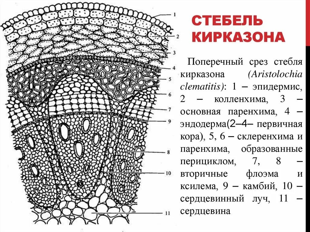 Анатомическое строение растений. Поперечный срез стебля кирказона. строение поперечного стебля кирказона. внутреннее строение стебля кирказона. стебель двудольного растения кирказон.