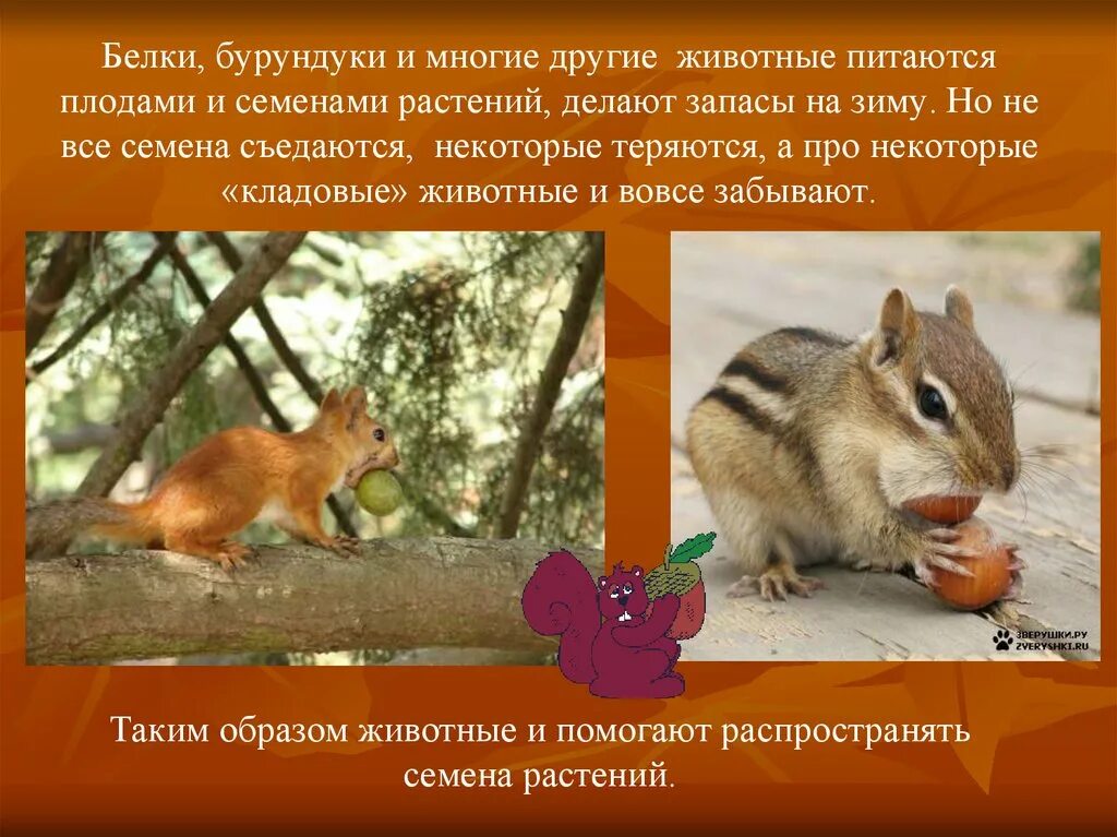 Приведите примеры животных которые питаются семенами растений. Бурундук делает запасы на зиму. животные которые питаются семенами растений. белочка запасается на зиму. примеры животных питающихся семенами растений.