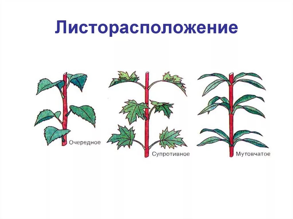 Какое листорасположение называют супротивным