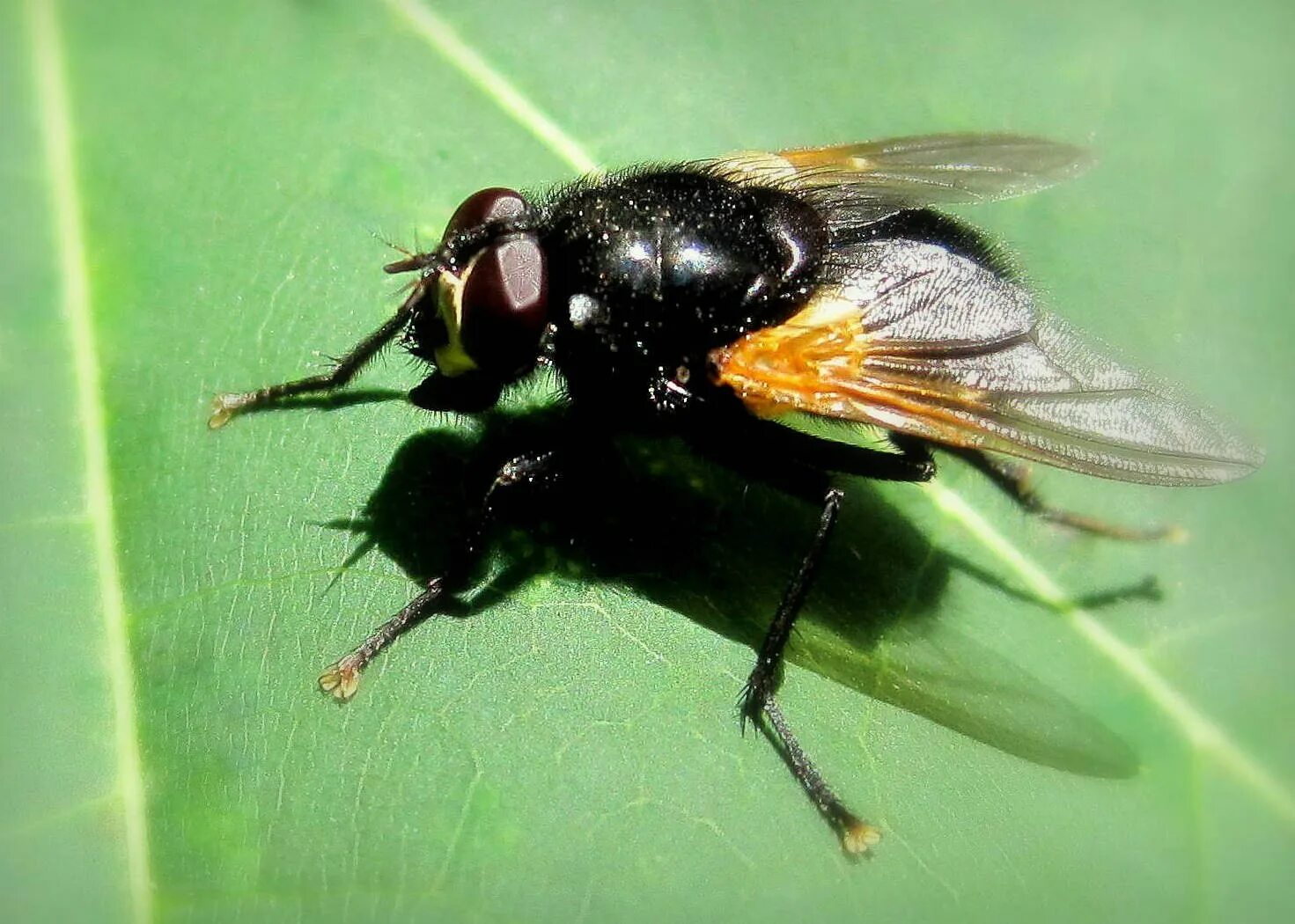 Муха Полуденная Mesembrina Meridiana Linnaeus 1758. Муха навозница черная. Черно оранжевая Муха. Муха с оранжевыми глазами. Ядовитая муха