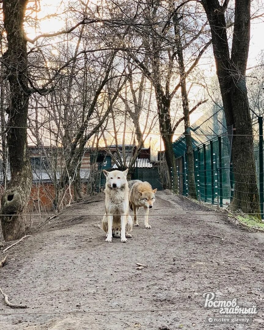 Зоопарк в марте. Тигрица. Роев ручей красноярск. Роев ручей красноярск. Зоопарк в марте.