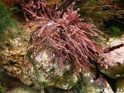 Латинское название водорослей