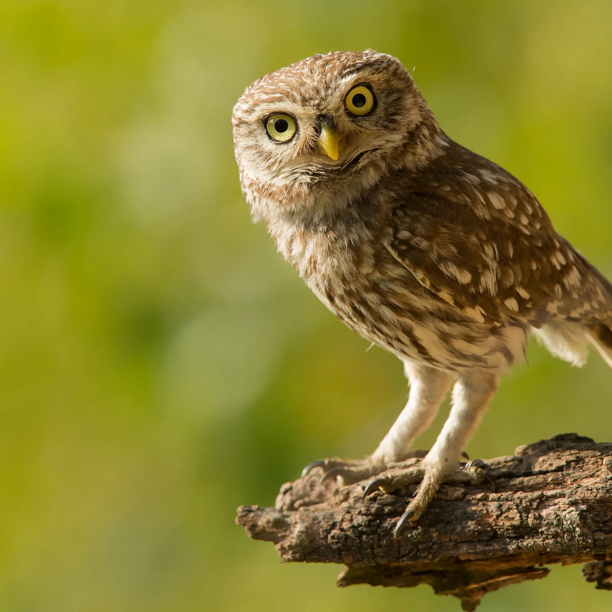 Как сыч. Мохноногий сыч птенец. Сыч кличка. Сыч кличка. Домовый сыч.