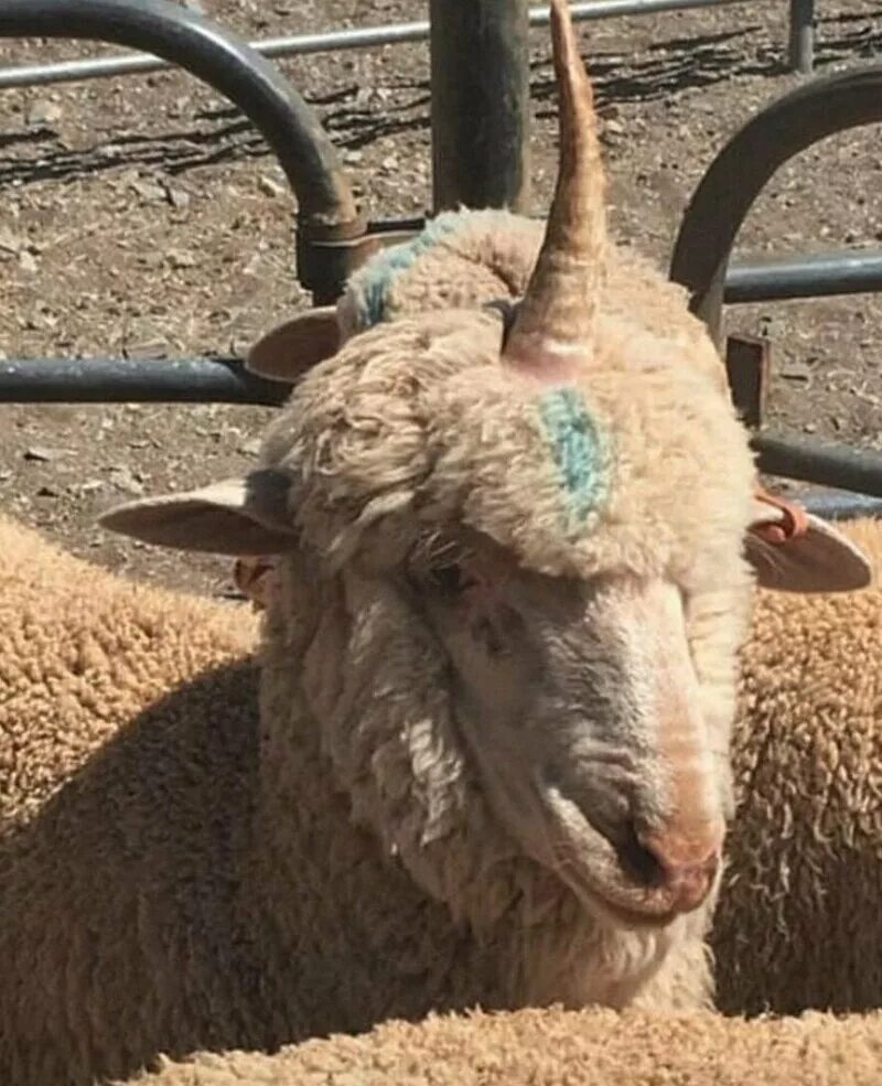 Есть ли баран. Рогатый баран. Хвост барана. Бараны меринос рогатый. Овечка с рогами.