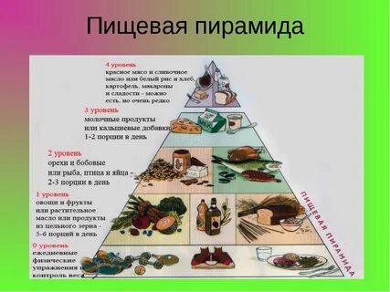Пищевая пирамида 5 класс технология
