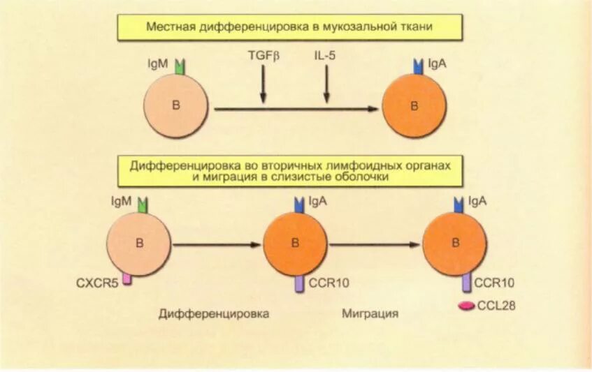 Нарушение дифференцировки клеток. Степень дифференцировки клеток. дифференцировка антителообразующих клеток. д дифференцировка. участие ядра в дифференцировке клеток.