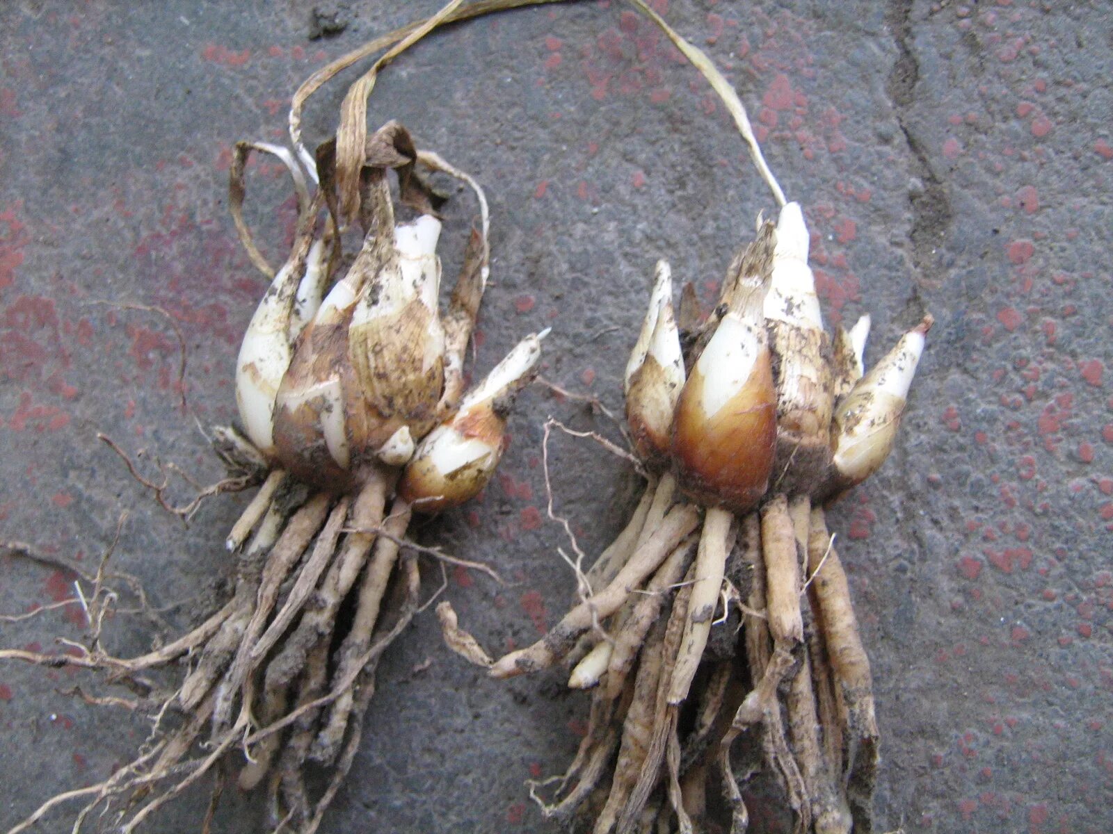 георгины корневые клубни. георгины клубневые низкорослые. лиатрис колосковый клубни. корневища многолетних растений. астра многолетняя корневая система.