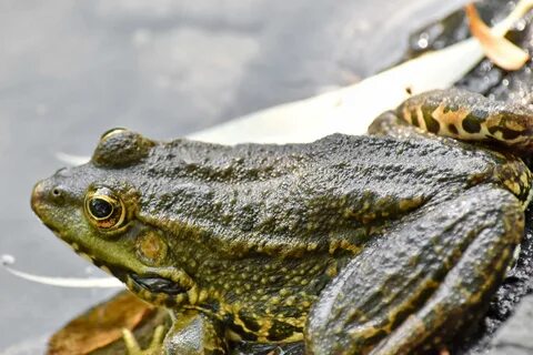 Лягушка земноводное или пресмыкающееся