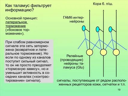 Нейроны таламуса