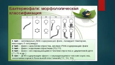 Принципы классификации бактериофагов