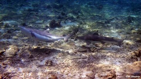 В каком море египта водятся акулы