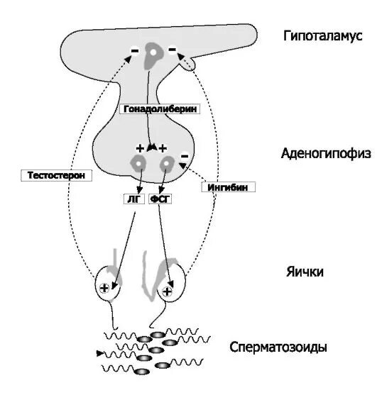 Схема регуляции тестостерона. Дуга гипоталамус гипофиз яички. Регуляция секреции тестостерона схема. Схема гормональной регуляции секреции тестостерона.