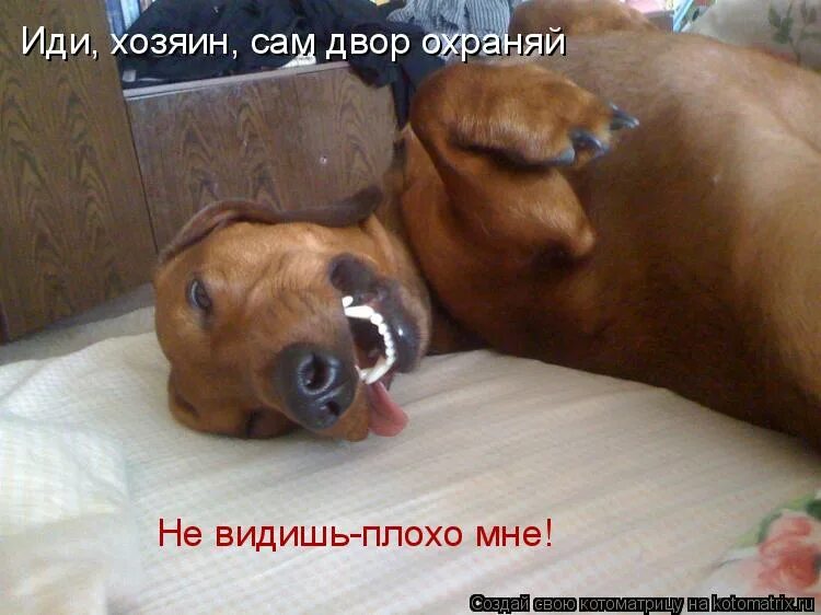 фото верни заначку. смешной кот. картинки шухер прикольные смешные. я буду охранять твой сон картинки. хозяева или хозяева.