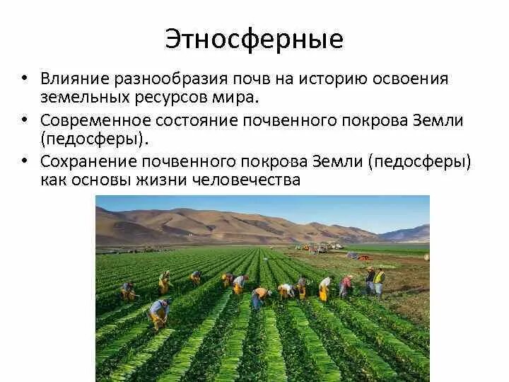 Какие функции выполняет почва. Этносферные функции почв. экологические функции почв. глобальные функции почвы.