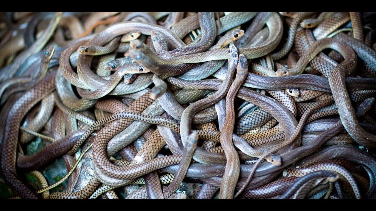 Клубок змей гадюк. Кеймада-гранди змеиный. Путь змеи. Змей руин геншин на карте. Найти змеиный путь.