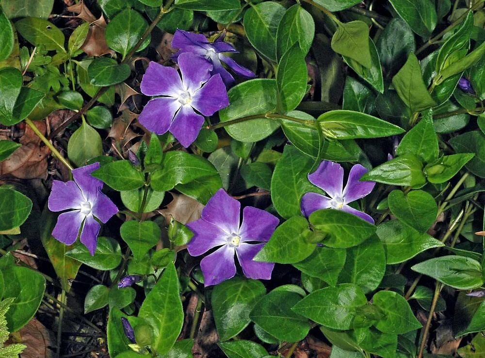 Барвинок большой (Vinca Major). Барвинок малый. Барвинок Alba. Барвинок малый Gertruda Jekyll.