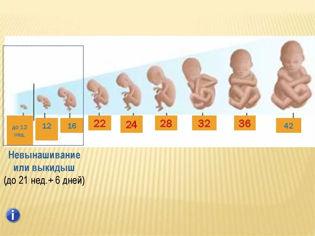 Срок 16 недель беременности. 16 Недельная беременность.