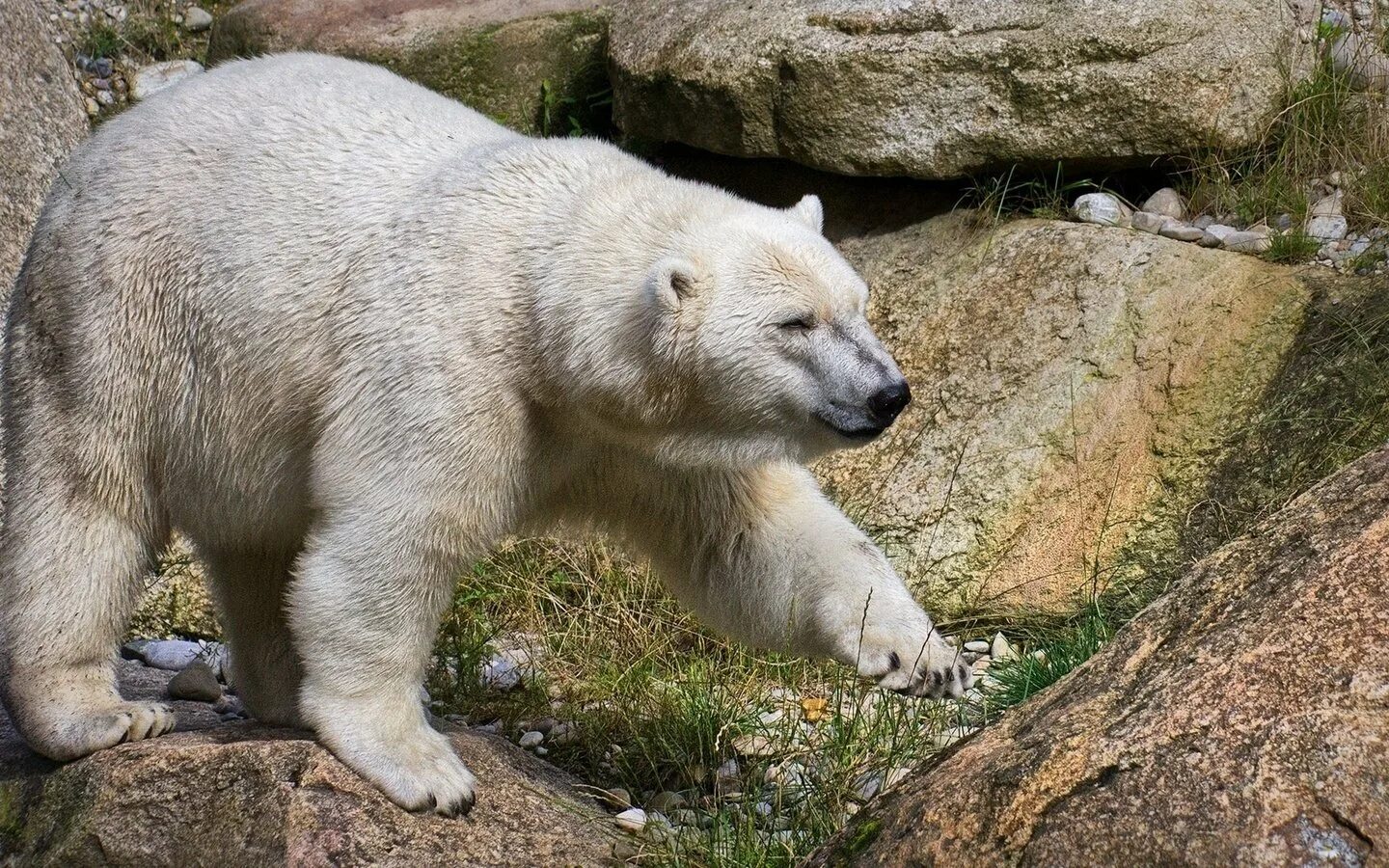 Животные России. Хищные животные белый медведь. Животные Евразии медведь. Белый медведь в лесу.