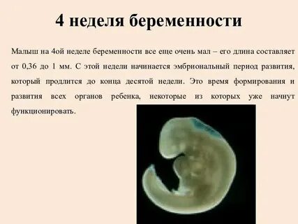 Зародыш не содержит
