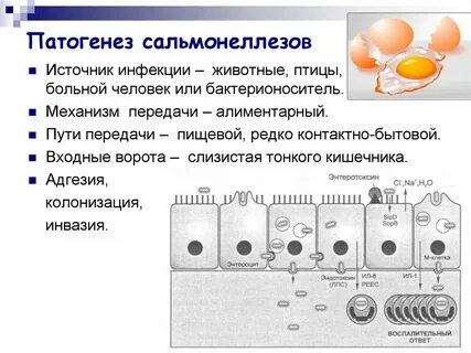Сальмонелла схема