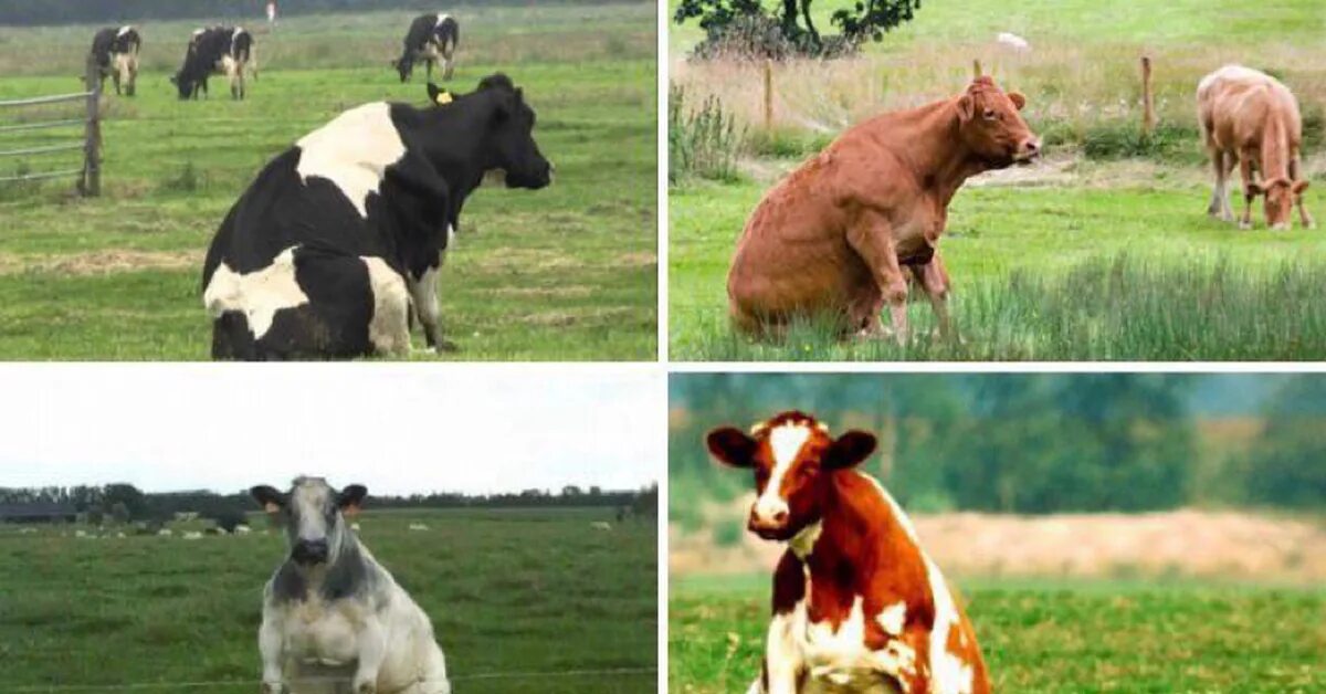 Du pareil du meme. Корова сидит. Мир глазами коровы. Сидячая корова. Корова сидит фото.