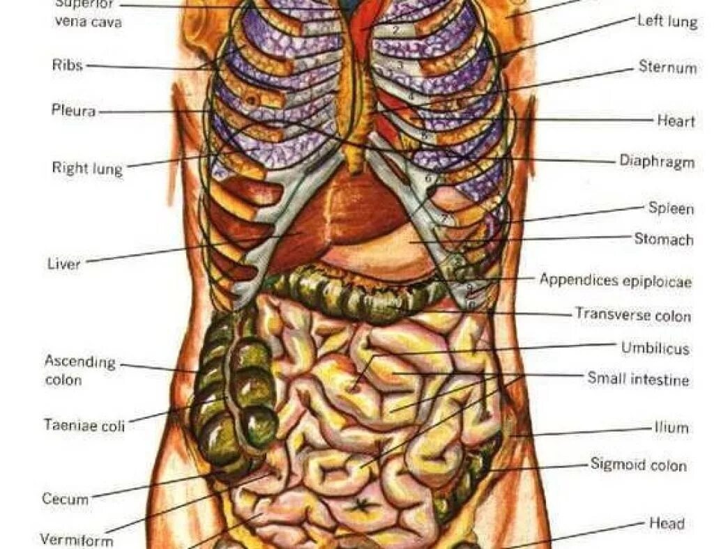 Органы человека схема с названиями и фото. Анатомия расположение органов брюшной полости. Атлас анатомии человека брюшная полость. Брюшная полость анатомия схема. Брюшная полость "женщина" расположение органов анатомия.